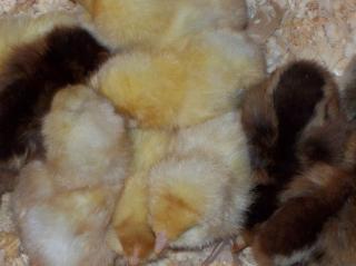 47846_chicken_005.jpg