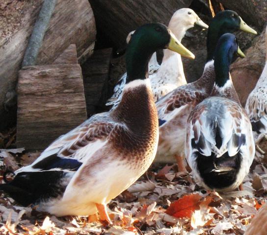 47850_welsh_harlequin_drakes_1.jpg