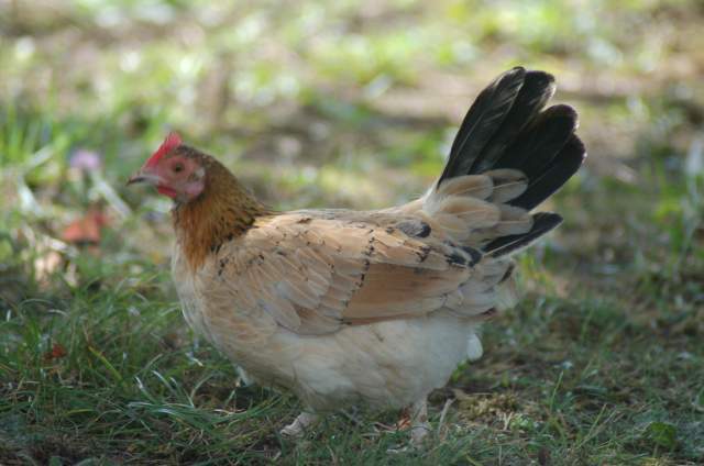 4785_chickens_from_quebec_oct_5_2007_340.jpg