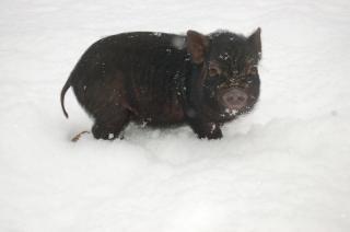 4785_introducing_bella_my_pig_jan_1_2010_016.jpg