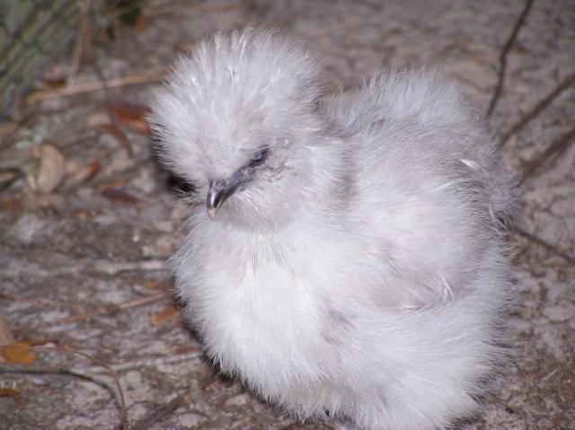 47877_silkies_017.jpg