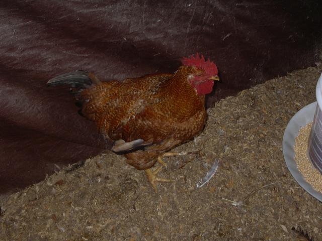 47898_chester_fried_chicken.jpg