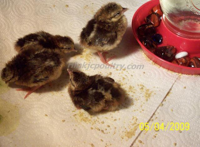 478_edwards_chicks_013_final.jpg