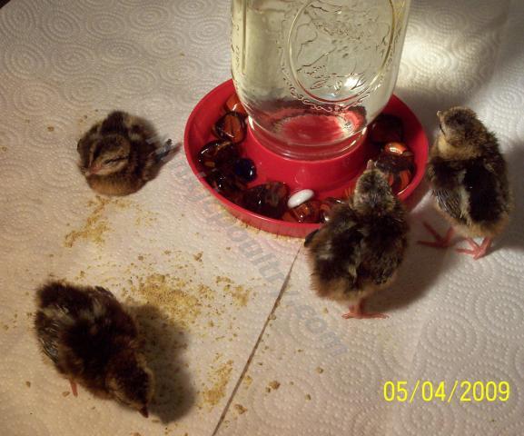 478_edwards_chicks_016_final.jpg