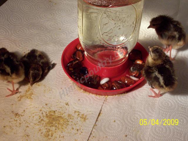 478_edwards_chicks_019_final.jpg