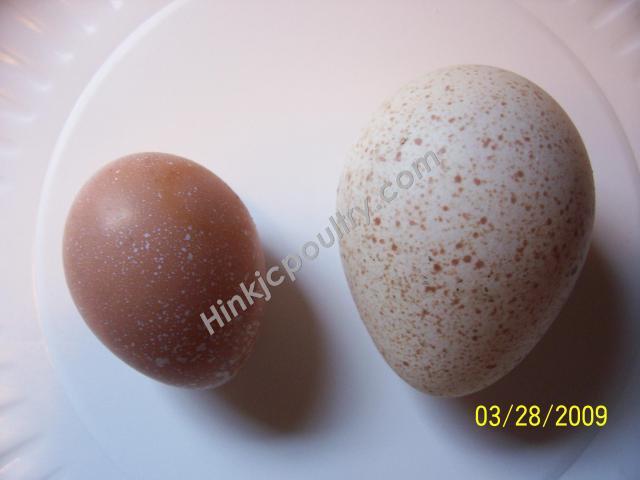 478_edwards_turkey_1st_eggs_003_final.jpg