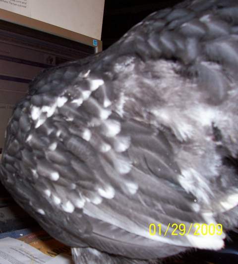 478_mottled_cockerel_004.jpg