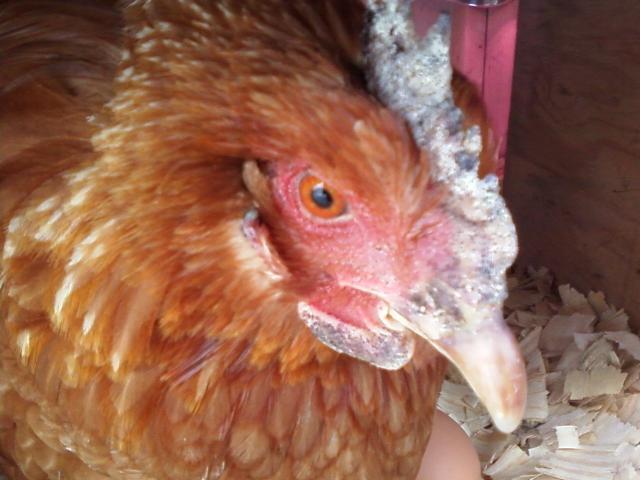 47913_gertrude_chicken_up_close.jpg