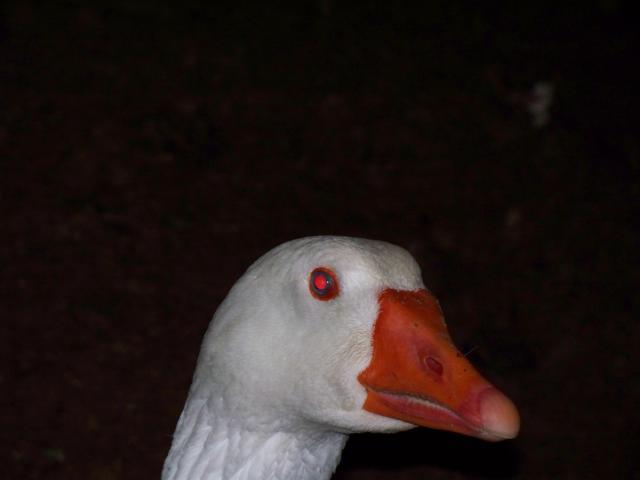 47914_donald_bill.jpg
