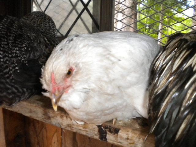 47962_dscn2629.jpg