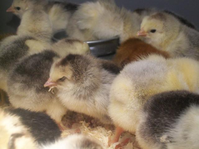 47965_chicks_018.jpg