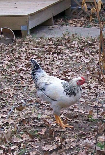 47965_holiday_and_rooster_033.jpg