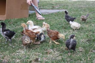 47976_chicks_first_day_out_1.jpg