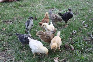 47976_chicks_first_day_out_2.jpg