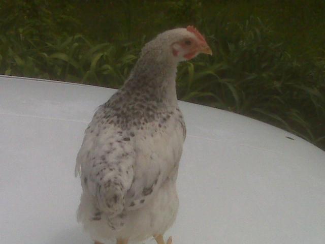 47992_chicks2_025.jpg