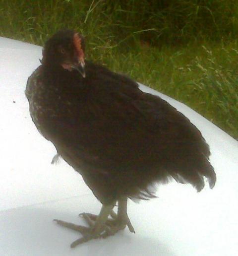 47992_chicks2_0271.jpg