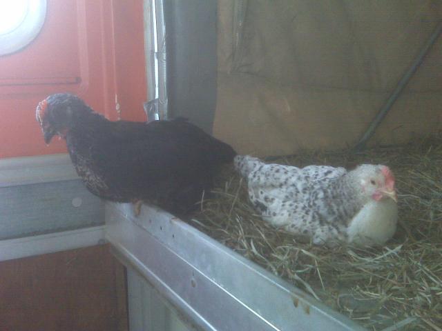 47992_chicks2_031.jpg