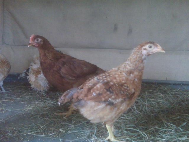 47992_chicks2_034.jpg