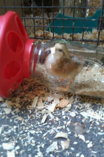 48055_chick_in_a_bottle.jpg