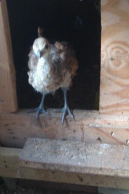 48055_peachick.jpg