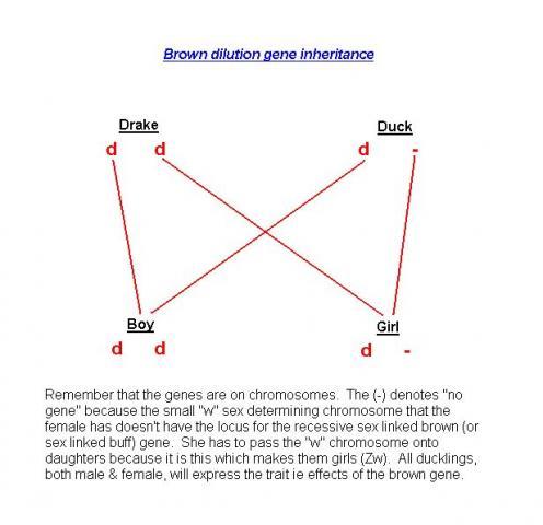 48069_48069_brown_gene_inheritance11.jpg