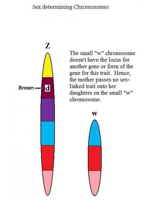 48069_48069_sex_determining_chromosomes_brown_female112.jpg