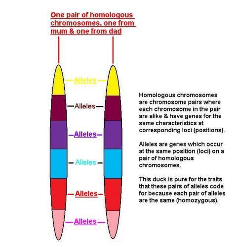 48069_autosomal_chromosomes1.jpg