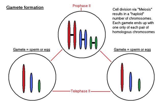 48069_gamete_formation1.jpg