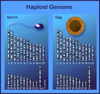 48069_haploid_genome-01_01_081.jpg