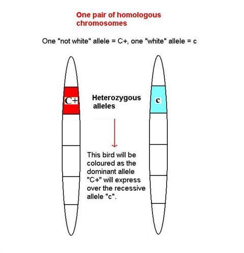 48069_heterozygous_alleles11.jpg