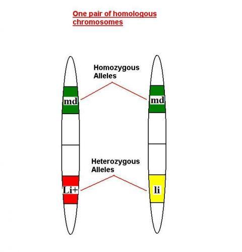 48069_heterozygous_homozygous_alleles11.jpg