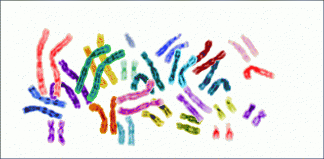 48069_karyotype_color_chromosomes_white_background1.png