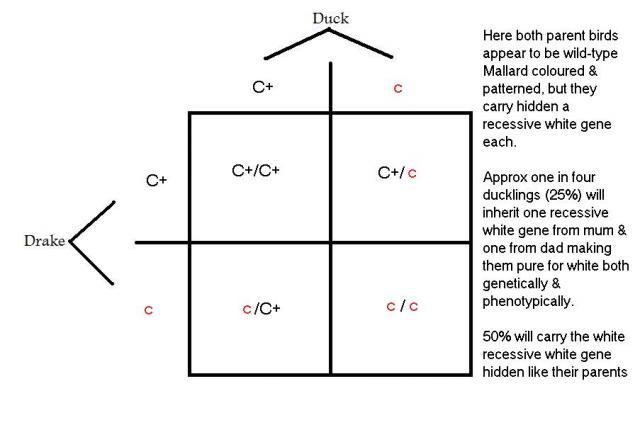 48069_punnet_square_recessive_white1.jpg