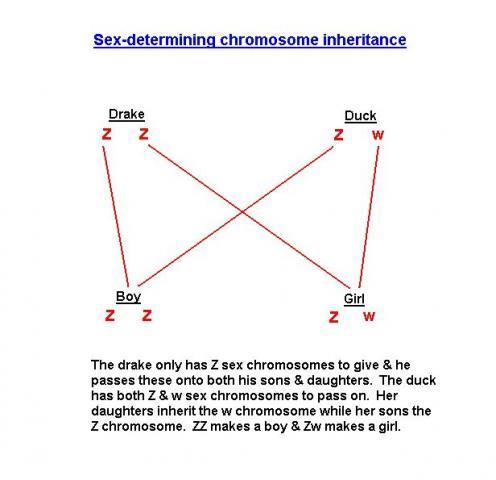 48069_sex-determining_chromosome_inheritance1.jpg