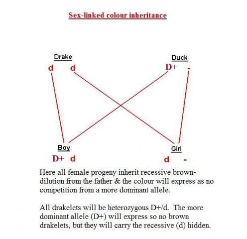 48069_sex-linked_colour_inheritance1.jpg