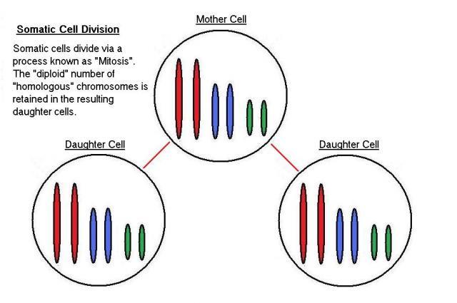 48069_somatic_cell_division1.jpg