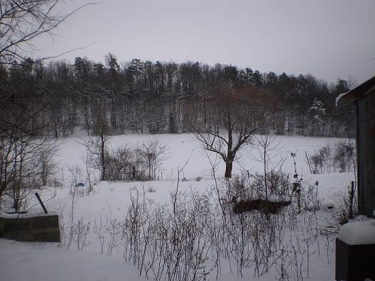 4810_backyard.jpg