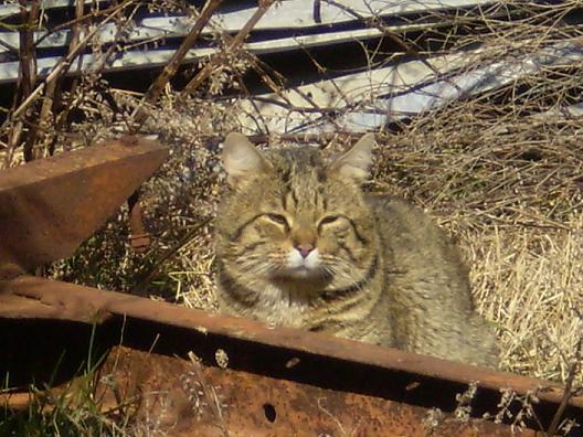 4810_cat1.jpg
