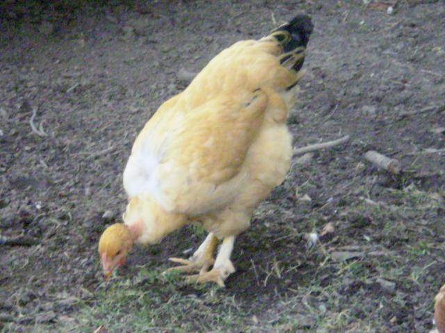 4810_p8020003.jpg