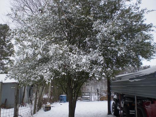 4810_pinoak.jpg
