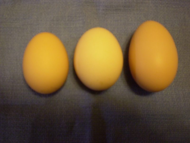 4810_trahmaeggs_800x600.jpg
