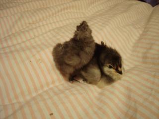 48115_eggs_045.jpg