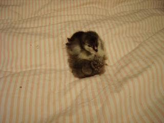 48115_eggs_046.jpg