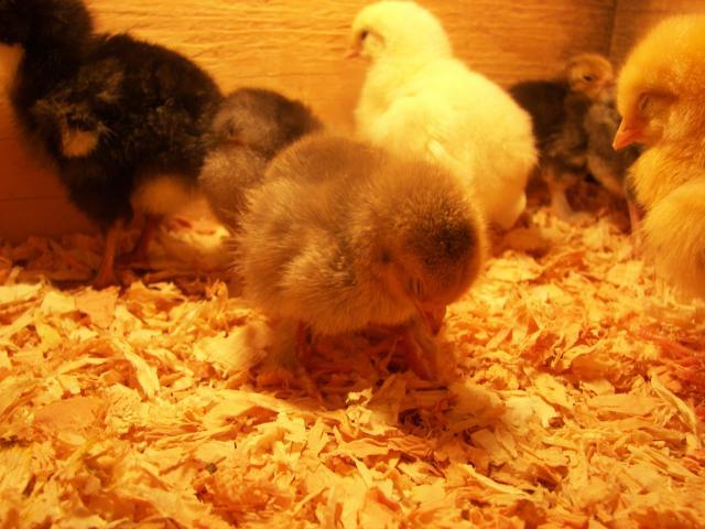 48214_chicks_001.jpg