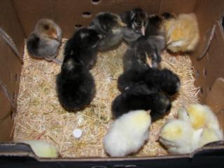 48214_chicks_005.jpg