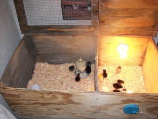 48214_chicks_009.jpg