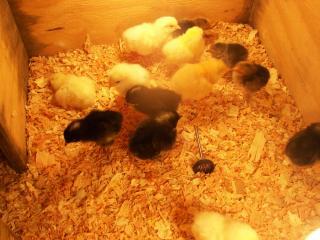 48214_chicks_011.jpg