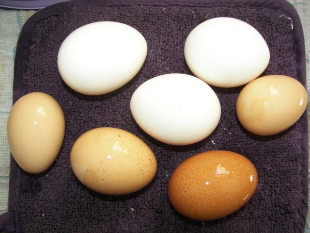 48214_eggs_002.jpg