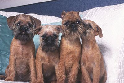 48259_brusselsgriffon1.jpg