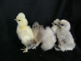 48259_chicks1wkc.jpg